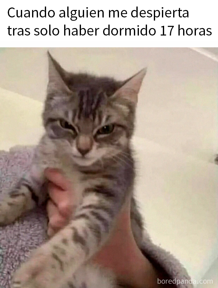 50 Hilarious Cat Memes From This Instagram Account Anyone Obsessed With Cats Would Enjoy