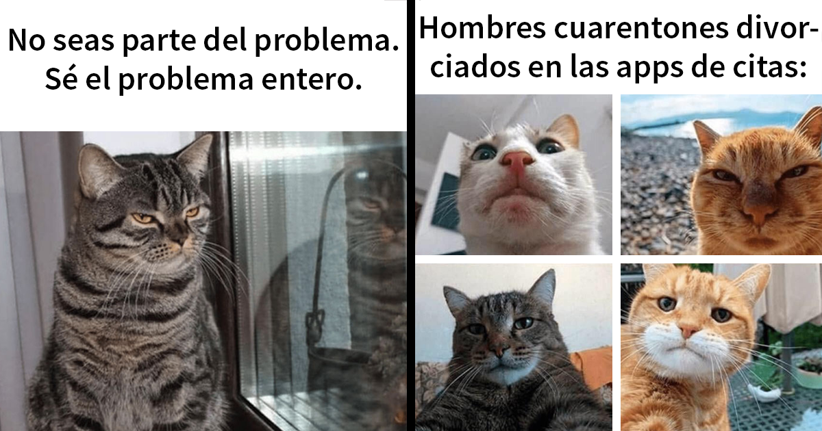 15 Divertidos memes de gatos para quienes están obsesionados con ellos