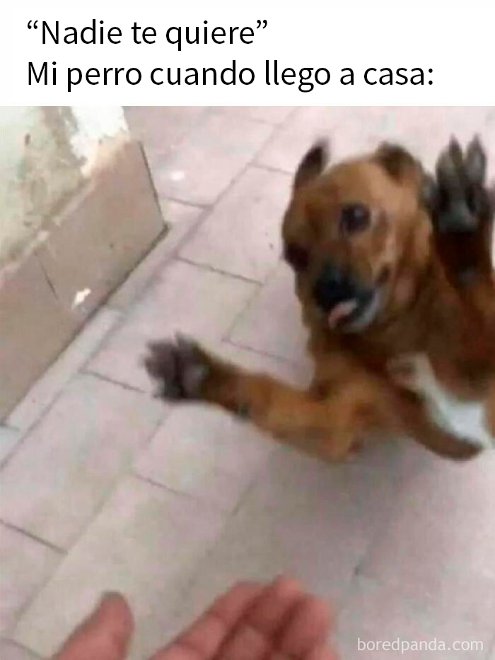 50 Memes That Dog Owners May Find Humorously Relatable