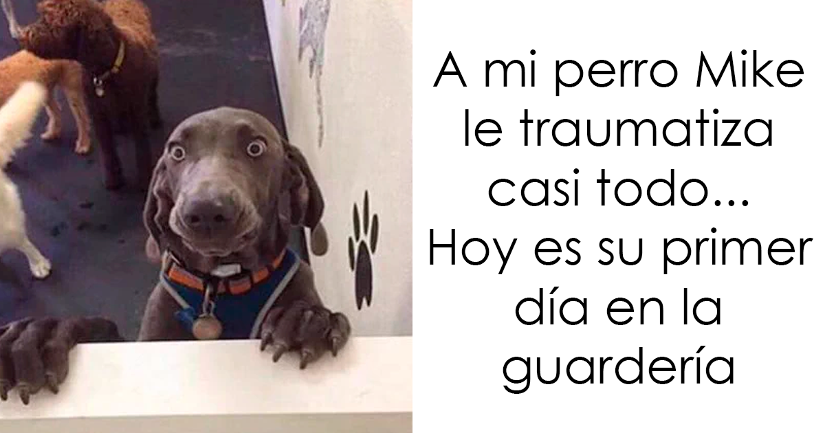 20 Memes sobre perros que encantarán a todos los dueños de estos peludos