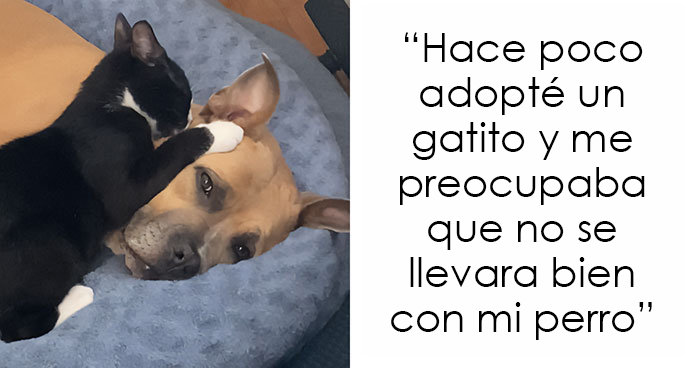 50 Adorables mascotas felices de volver a casa tras ser adoptadas (edición de noviembre)