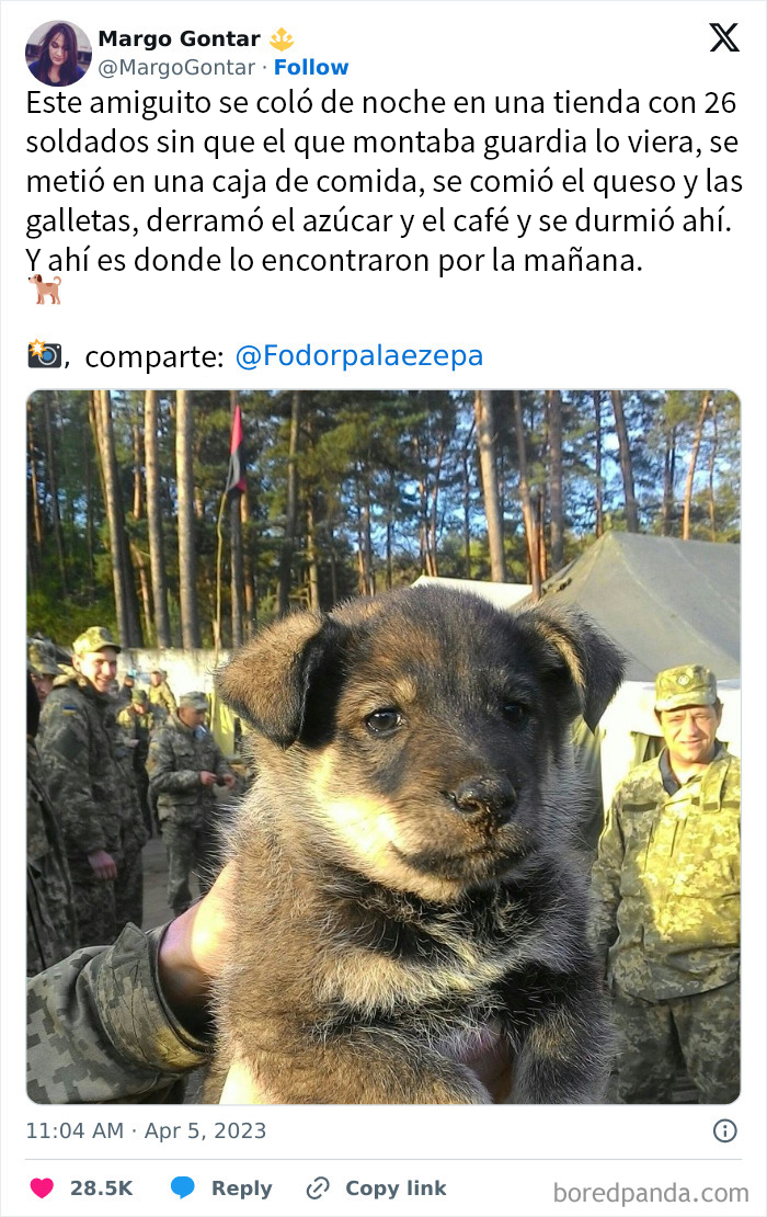 Perro que se infiltra en los suministros militares