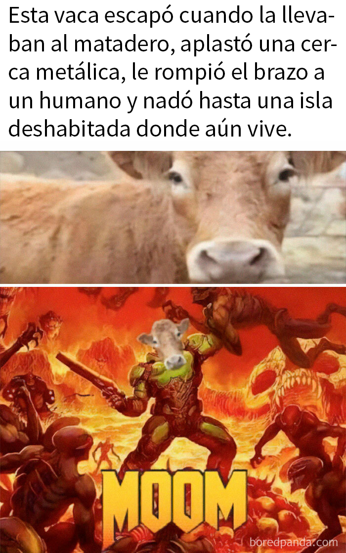 La vaca Moom, fugitiva de mataderos