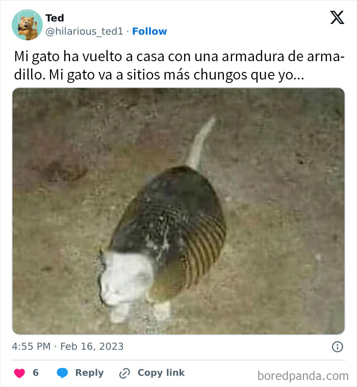 Gato acorazado, devorador de armadillos