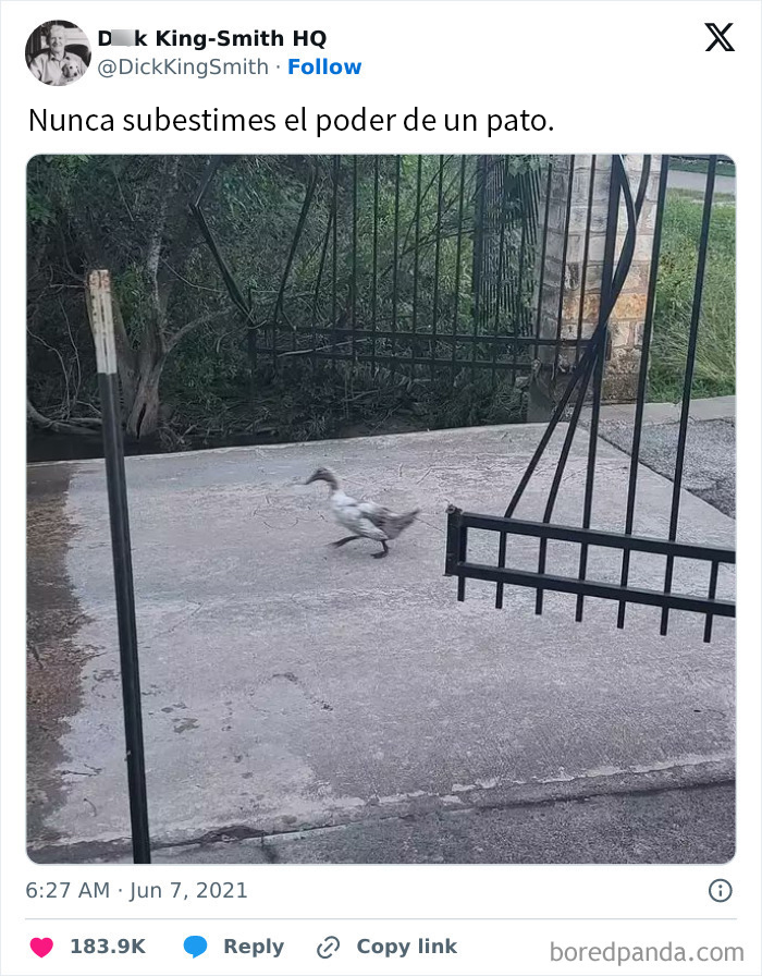 Patito el rompepuertas, ninguna se le resiste