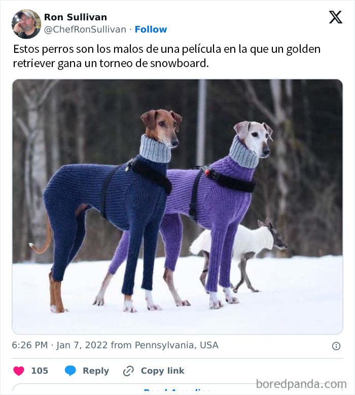 Look At Those Fancy Dogs, Thinking They Can Snowboard!