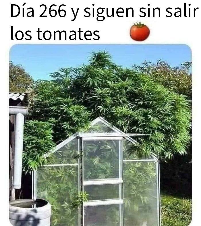 Necesito ayuda para que salgan