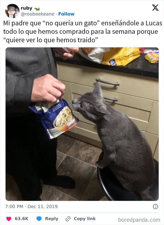 El gato comprobando la compra