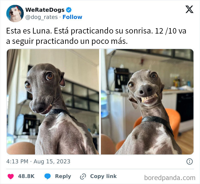 50 Hilariously Wholesome Dog Ratings To Brighten Up Your Day (New Pics)