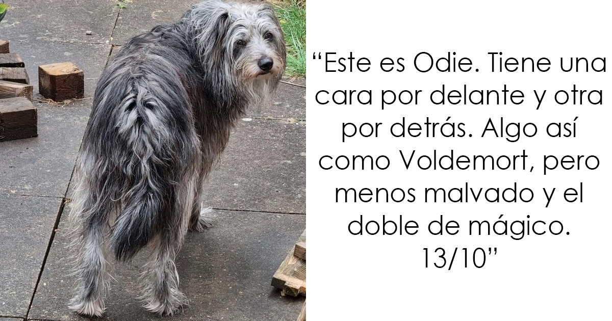 20 Personas que pidieron una valoración de sus perros y recibieron respuestas buenísimas