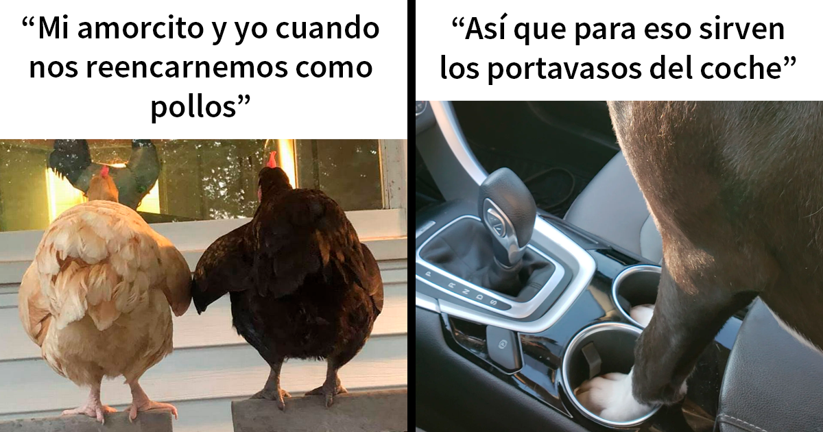 20 Memes reconfortantes para alegrarte el día (nuevas imágenes)