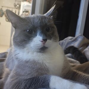 zulotel avatar