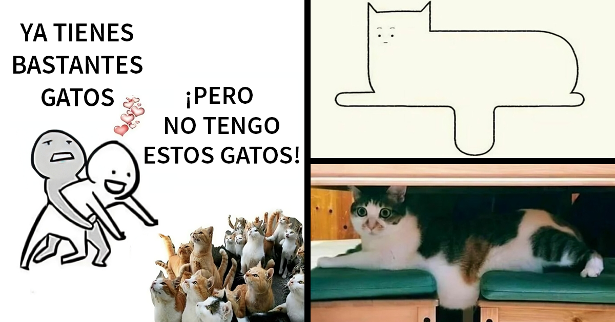 20 Divertidos memes de gatos para sacarte una sonrisa