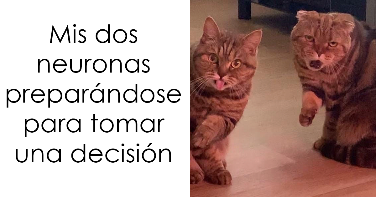 20 Divertidas fotos de animales destinadas a convertirse en memes