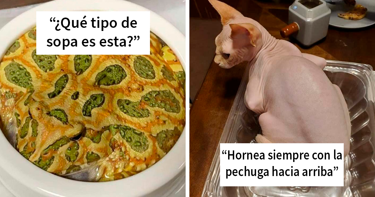 37 Divertidas fotos de animales que se parecen sorprendentemente a ciertos alimentos