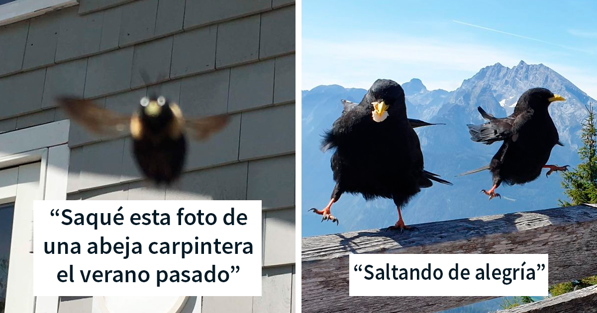 Este grupo de Facebook está dedicado a fotos cutres de fauna, y son tan malas que tienes que reírte