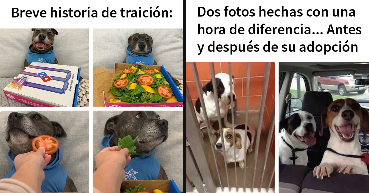 20 Geniales memes de perros para alegrarte el día