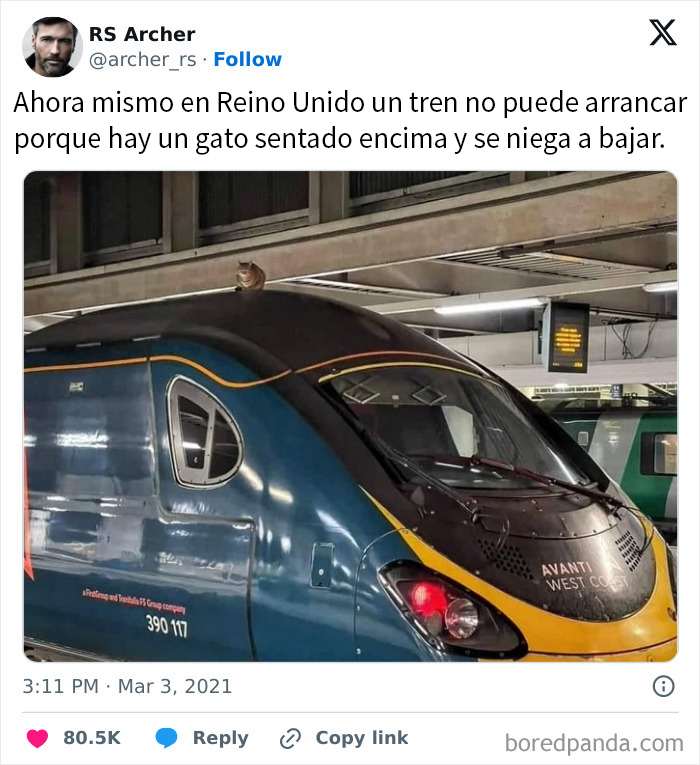 Al menos que un gato sea el centro de atención es normal