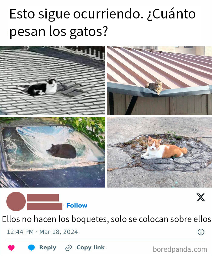 Los gatos son muy densos