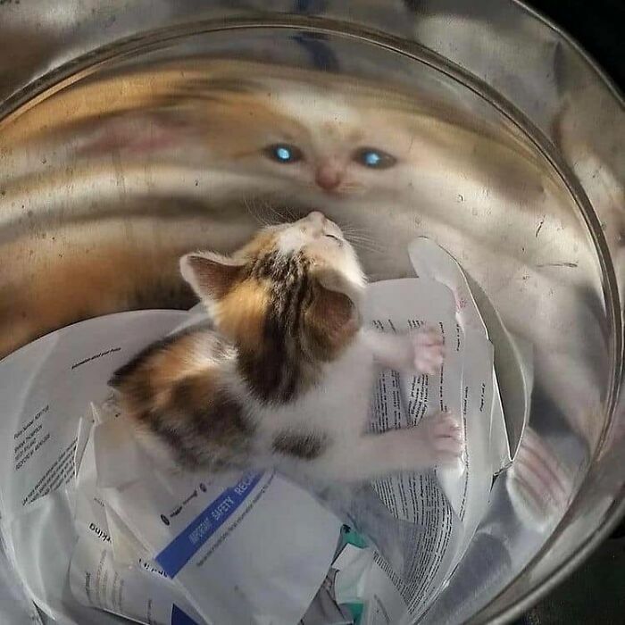 Ojos