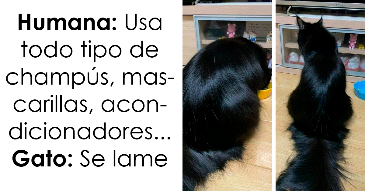 20 Divertidos memes de gatos que entretienen más que Netflix
