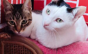 Lecciones De Vida Aprendidas De Mascotas: Sabiduría Felina
