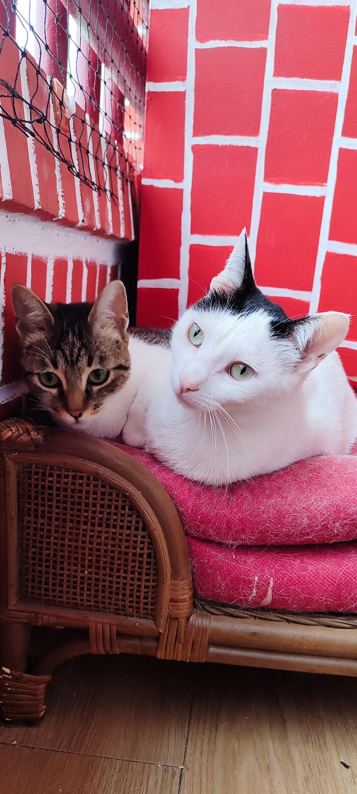 Lecciones De Vida Aprendidas De Mascotas: Sabiduría Felina