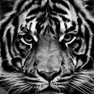 alexgotarra avatar