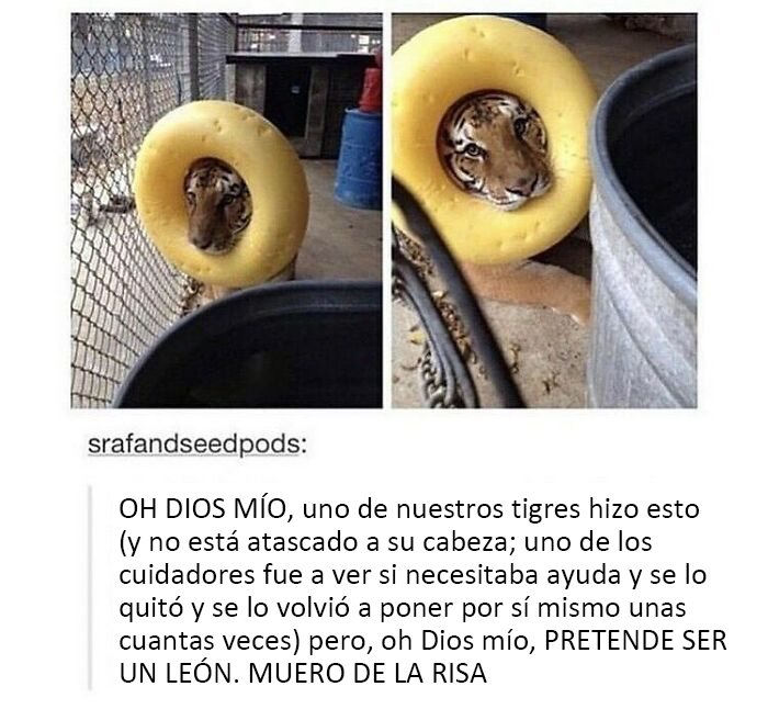 Tigre divertido con anillo amarillo en la cabeza. Publicación humorística de Tumblr sobre animales.