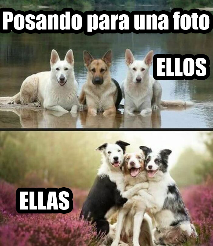 Perros posando juntos, mostrando encantadores memes de animales en situaciones divertidas.