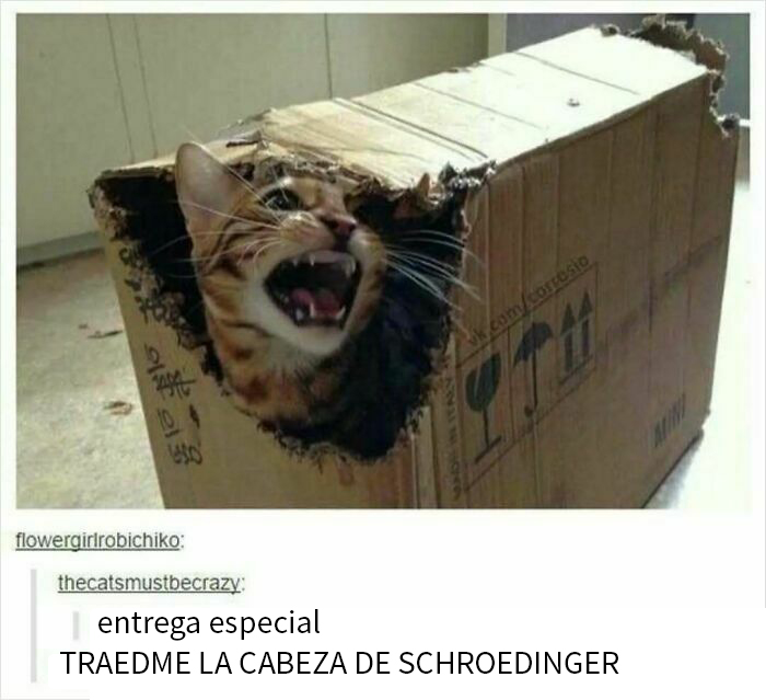 Gato divertido asomando la cabeza por una caja rota, relacionado con una publicación de Tumblr.