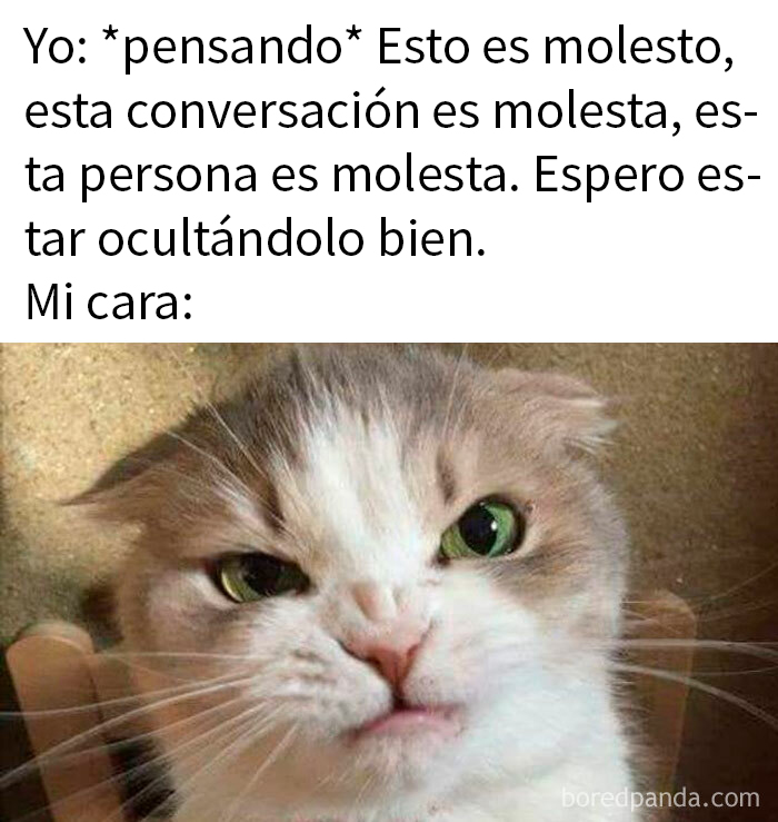 Gato con cara gruñona, parte de memes de animales encantadores para aliviar el estrés.