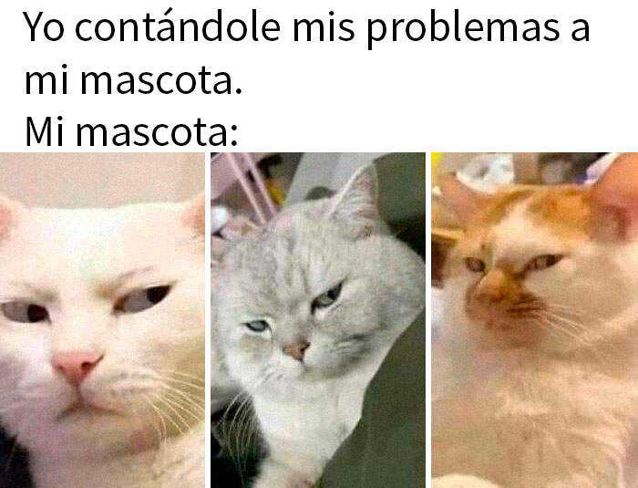 Tres gatos con expresiones divertidas, parte de memes de animales.
