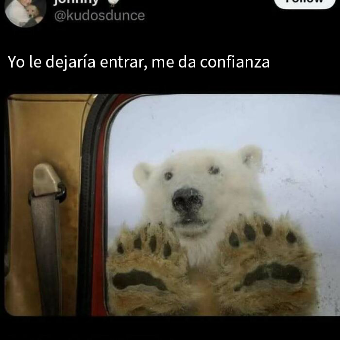 Oso polar apoyado en la ventana de un auto, parte de un meme encantador de animales.
