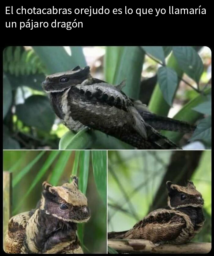 Chotacabras orejudo en su hábitat natural, con plumaje que recuerda a un "pájaro dragón". Memes de animales.