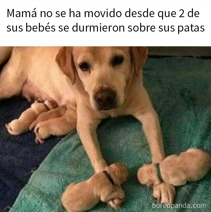 Perra con cachorros durmiendo sobre sus patas en un divertido meme.