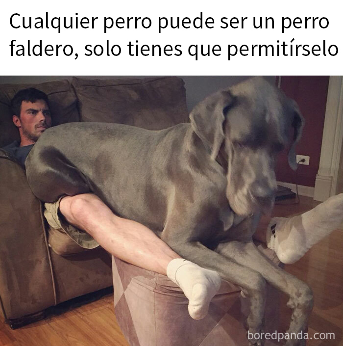 Gran danés actuando como perro faldero, sentado sobre un hombre en un sillón.