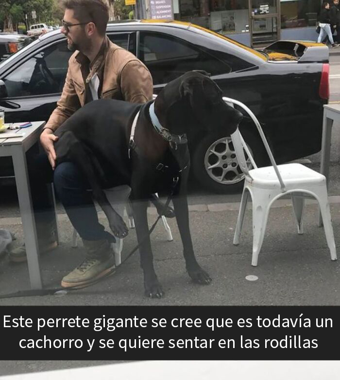 Hombre con perro grande en sus piernas, humor canino en una cafetería.