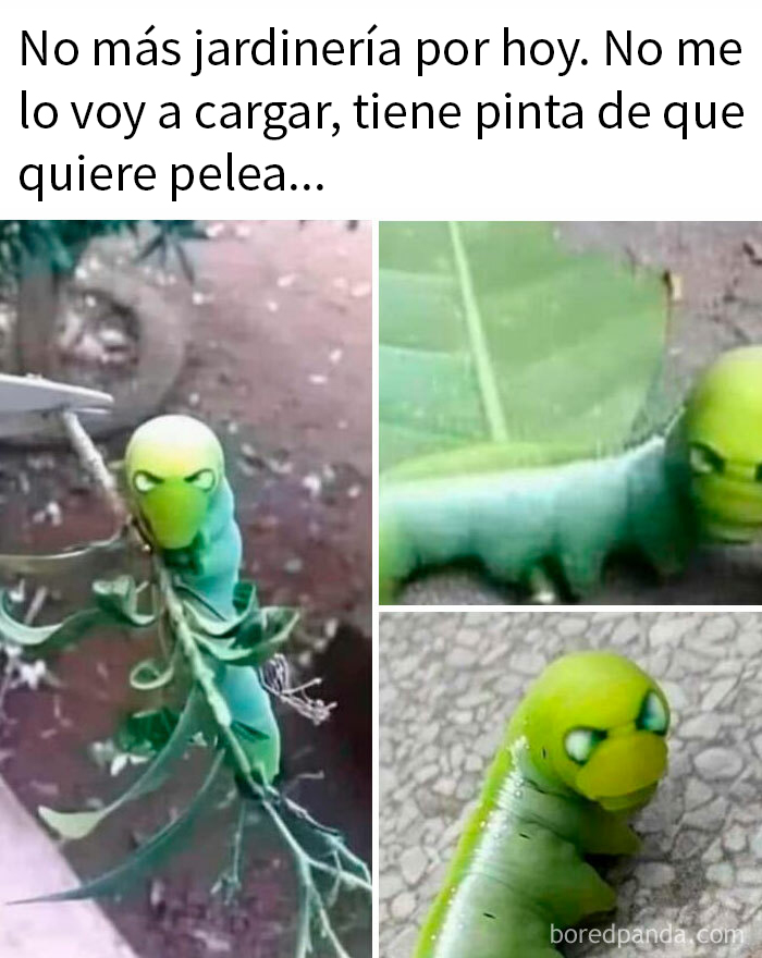 Oruga con expresión sarcástica en una hoja. Perfecto para quienes dominan el sarcasmo.