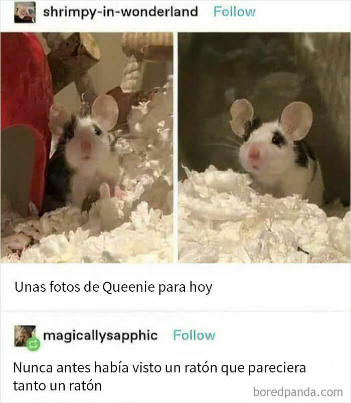 Ratón adorable en Tumblr rodeado de papel blanco, acompañado de un comentario divertido sobre su aspecto similar a un ratón.