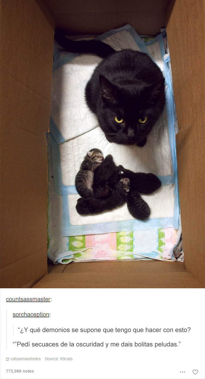 Gato negro con gatitos peludos en una caja, ilustrando una publicación divertida en Tumblr.