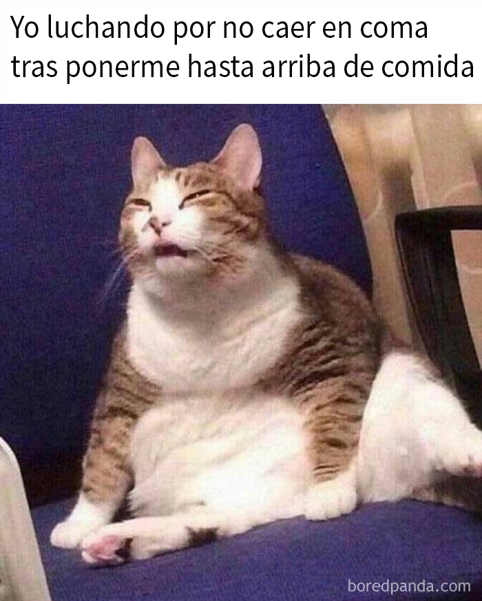Gato divertido descansando después de comer mucho, ilustrando un meme sobre comida.