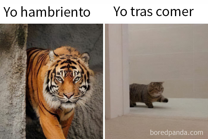 Tigre hambriento a la izquierda y gato relajado a la derecha, ilustrando un meme divertido sobre la comida.