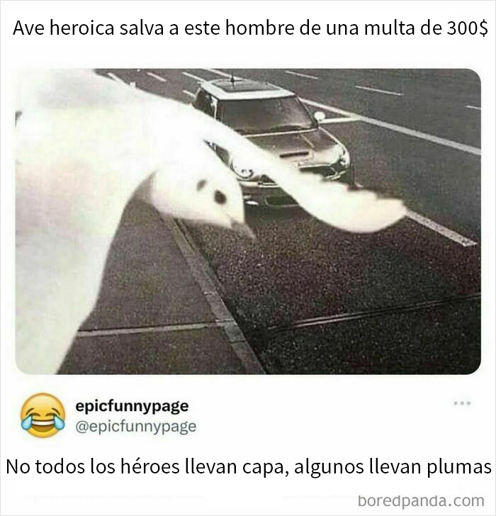 Ave cubre matrícula de coche en carretera, creando un meme divertido y caótico sobre la vida.
