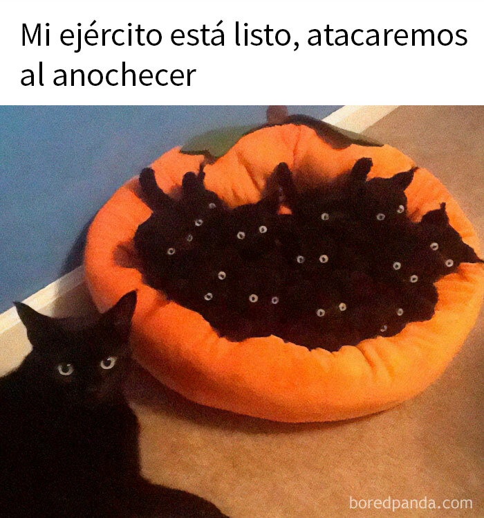 Gato negro junto a cama de calabaza llena de gatos pequeños, demostrando lo especiales que son los gatos.