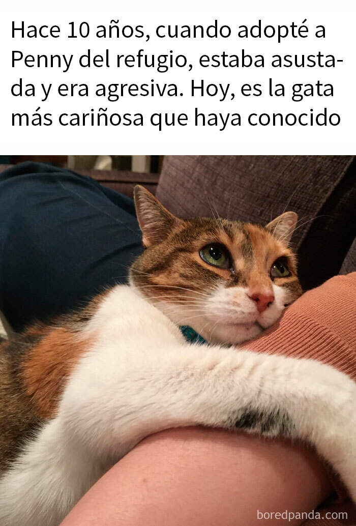 Gato cariñoso recostado en el brazo de una persona, mostrando tranquilidad y afecto.