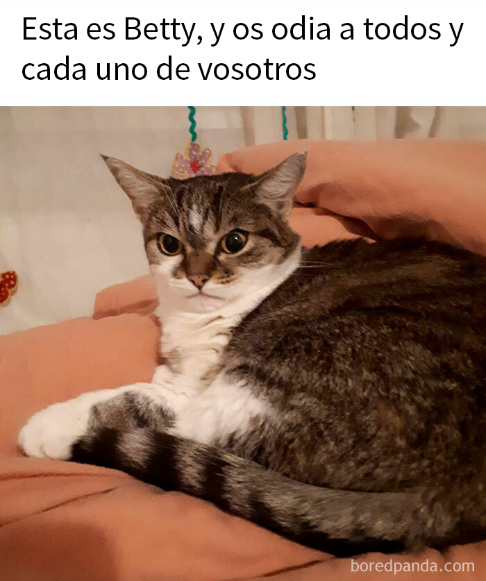 Gato adorable con expresión seria acostado en una cama, reflejando una personalidad única y especial.