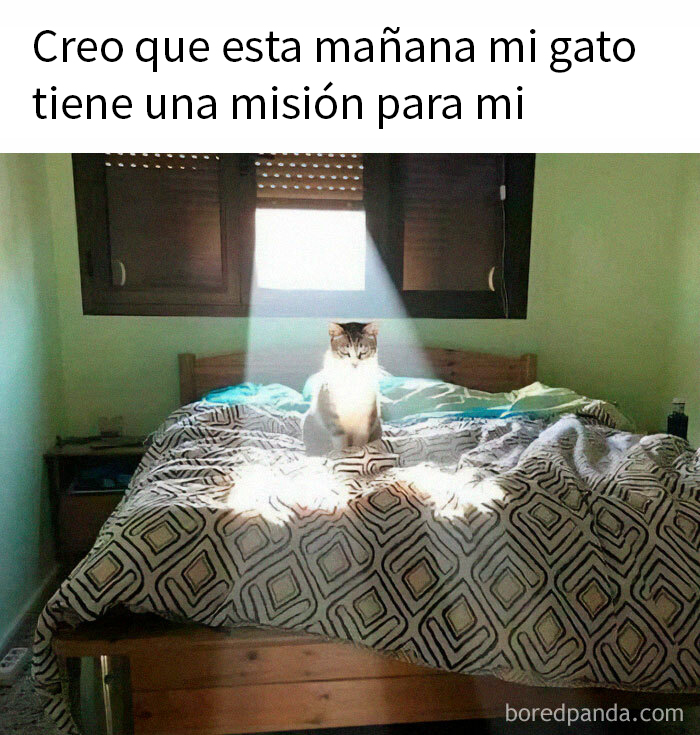 Gato adorable en la cama iluminado por un rayo de sol desde la ventana.