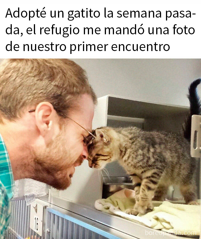 Hombre tocando su frente con un gatito en un refugio, una escena adorable que muestra lo especiales que son los gatos.