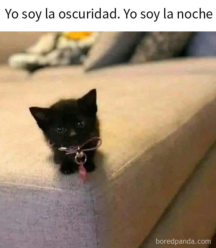 Gatito negro en un sofá representando la noche, mostrando lo especiales que son los gatos.